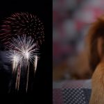 Feuerwerk und Hundeblick