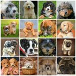 Hunde Collage