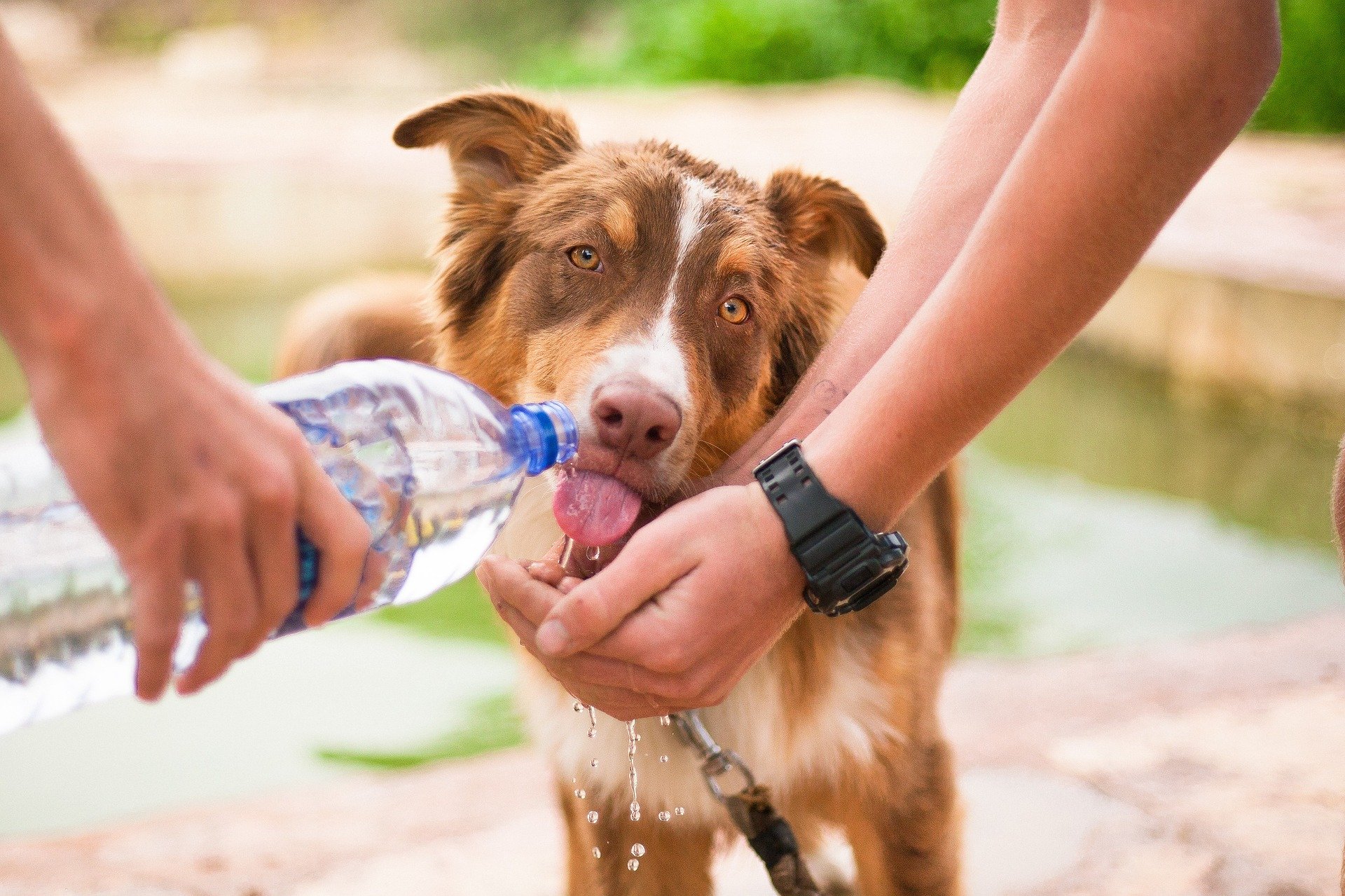 Hund trinkt unterwegs frisches Wasser aus einer Flasche von der Hand seiner Menschen.